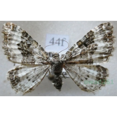 Epirrhoe alternata (Müller, 1764) Paśnik zmiennik Czech44f